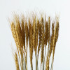 Превью к основной картинке товара «Сухой колос пшеницы 30шт золотой»