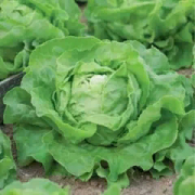 Семена Салат «Крупнокочанный» 0,5г