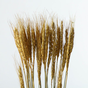 Сухой колос пшеницы 30шт золотой