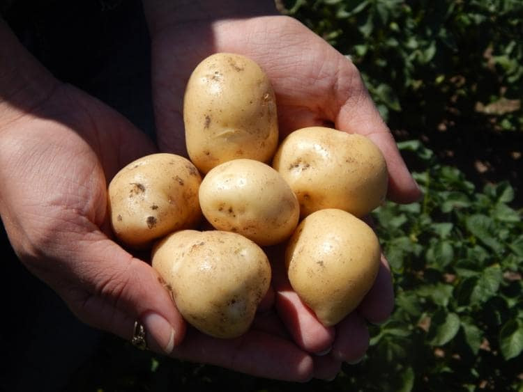 Картинка к новости «Специалистка по почвоведению рассказала, как получить хороший урожай картофеля с дачного участка»