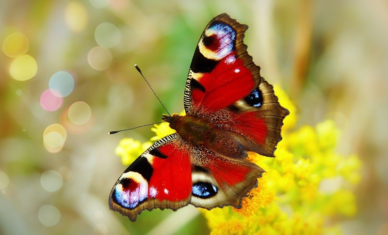 Картинка к новости «Крылья бабочек помогли учёным придумать «вечную» краску»