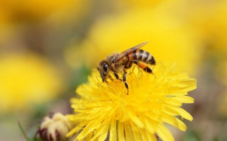 Пчёлы подсказали способ создания водостойкого клея
